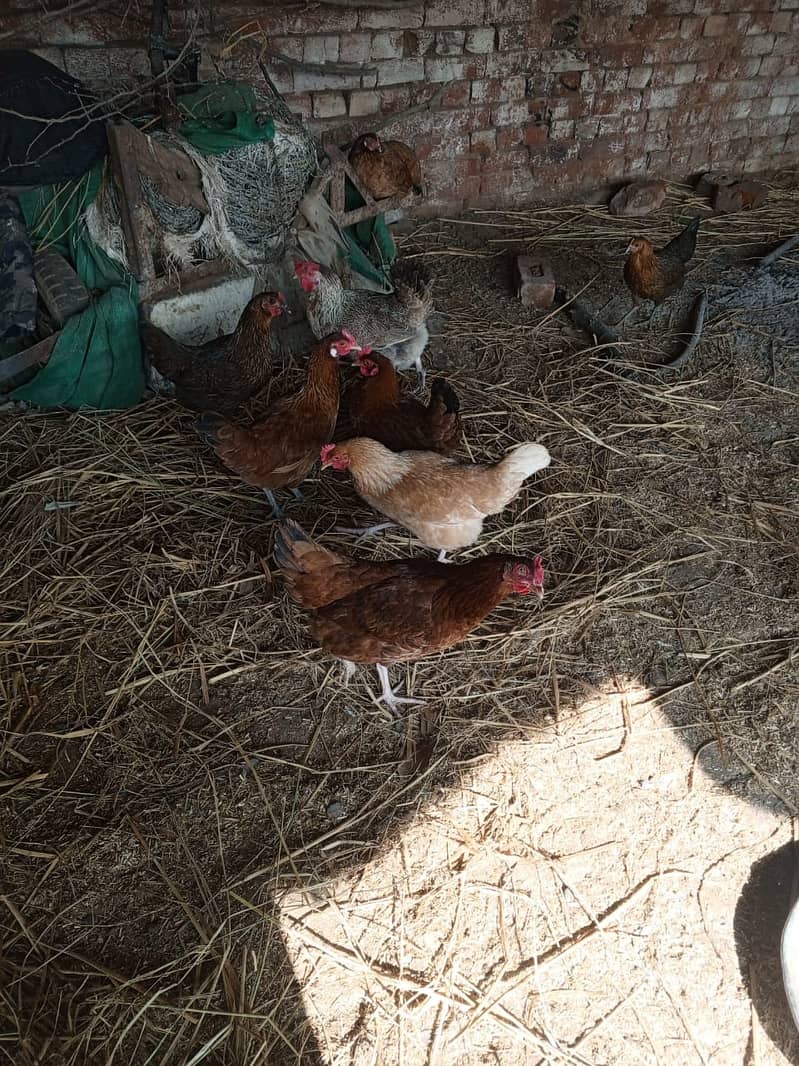 golden misri hens / egg laying hens / desi murghi / layer hens / eggs 1