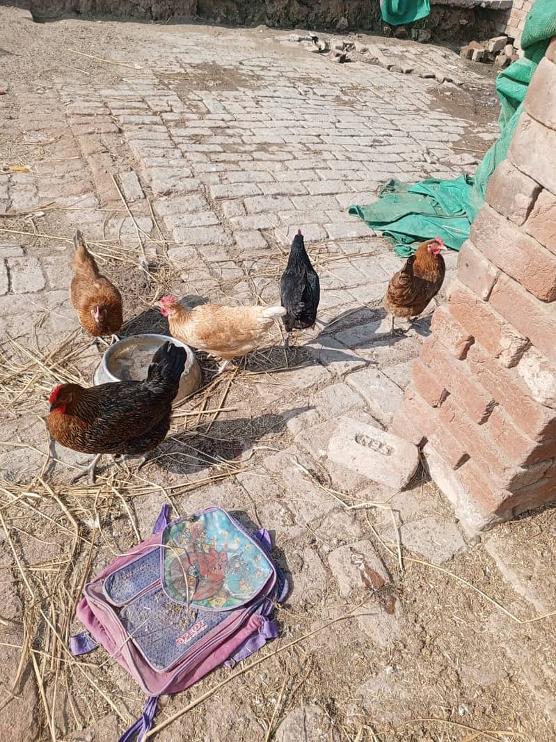 golden misri hens / egg laying hens / desi murghi / layer hens / eggs 2