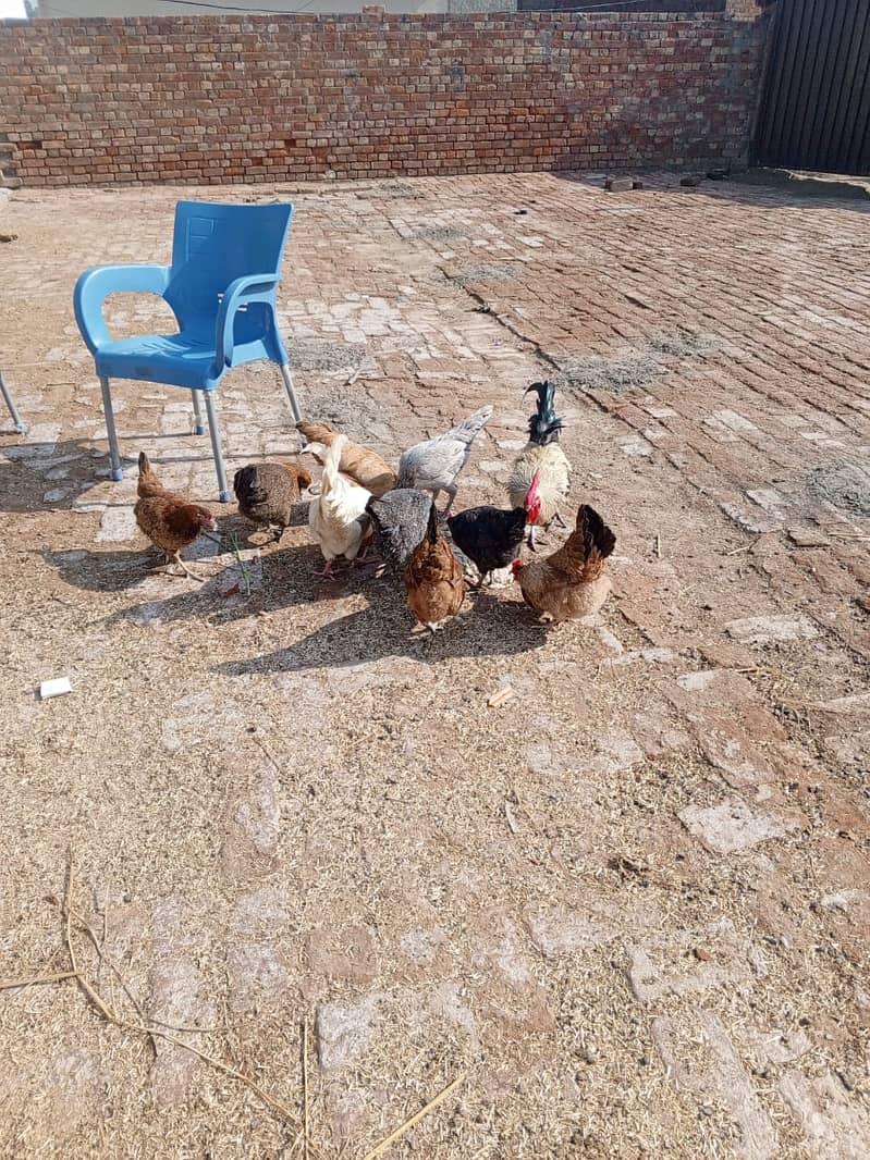 golden misri hens / egg laying hens / desi murghi / layer hens / eggs 3