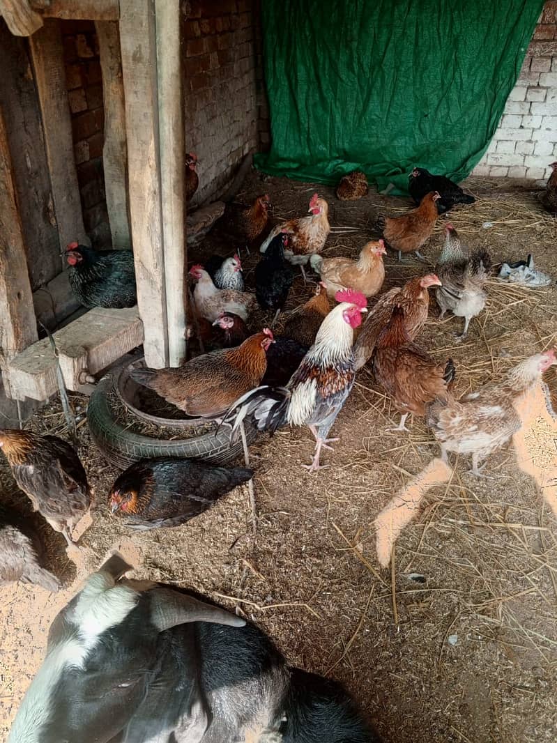 golden misri hens / egg laying hens / desi murghi / layer hens / eggs 5