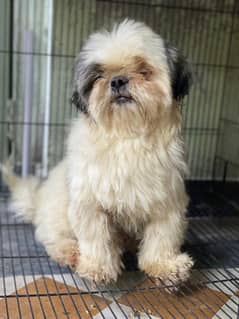 Pedigree shihtzu male looking for new home