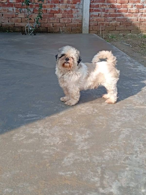 Pedigree shihtzu male looking for new home 2