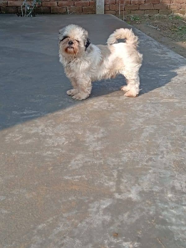 Pedigree shihtzu male looking for new home 3