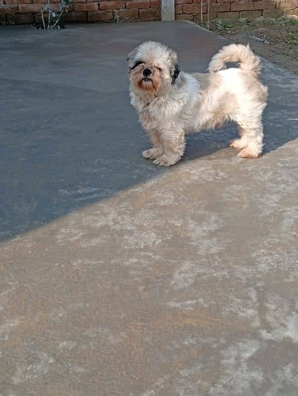 Pedigree shihtzu male looking for new home 6