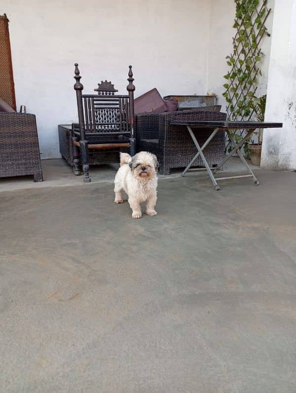 Pedigree shihtzu male looking for new home 8