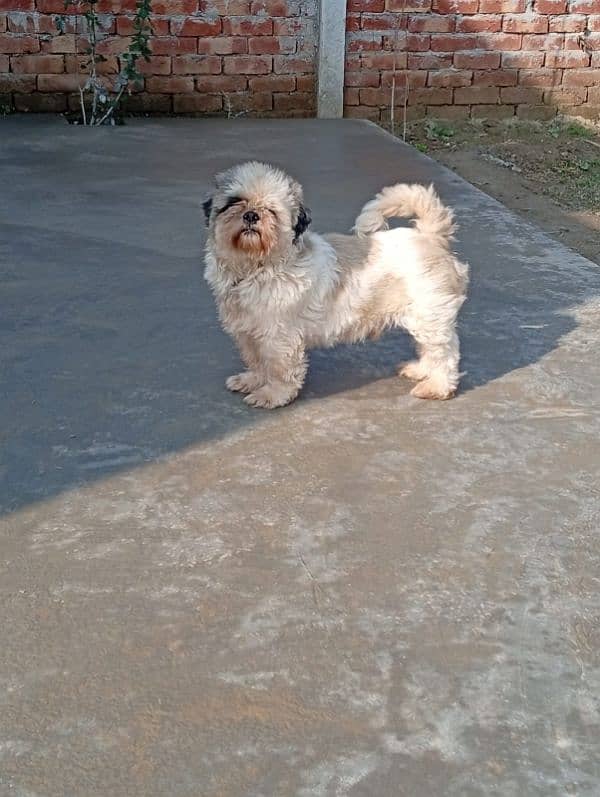 Pedigree shihtzu male looking for new home 9