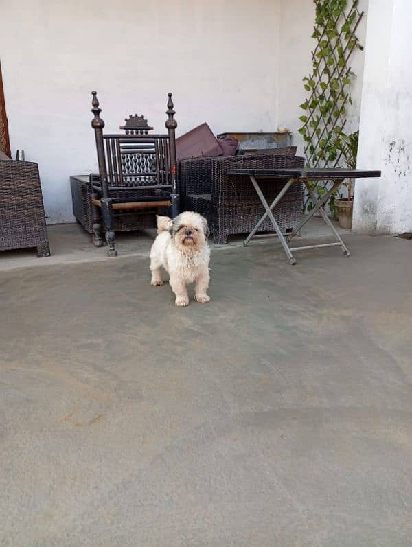 Pedigree shihtzu male looking for new home 10