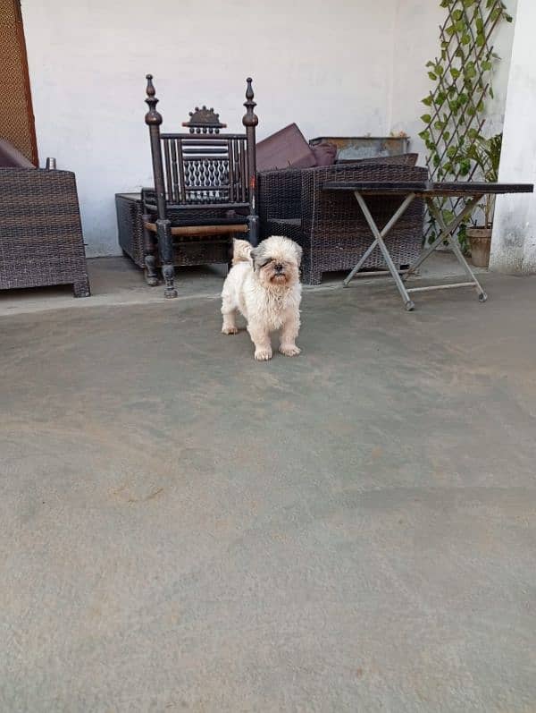 Pedigree shihtzu male looking for new home 11