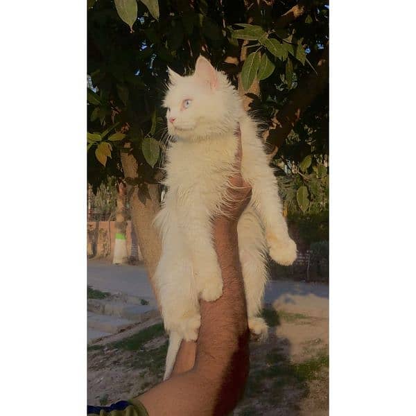 Persian triple coated punch face kitten available for sale 3