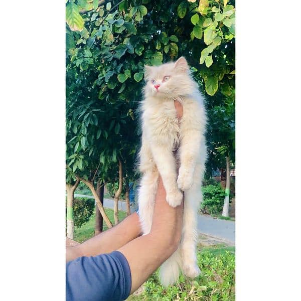 Persian triple coated punch face kitten available for sale 7