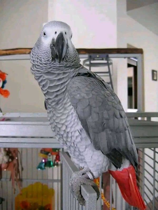 African grey age 4 month03020013303 0