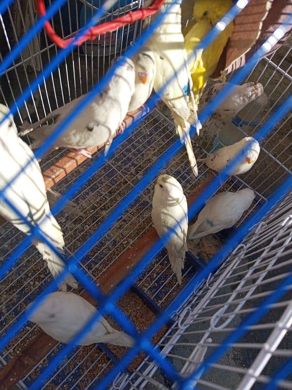 Australian parrots for sale 0