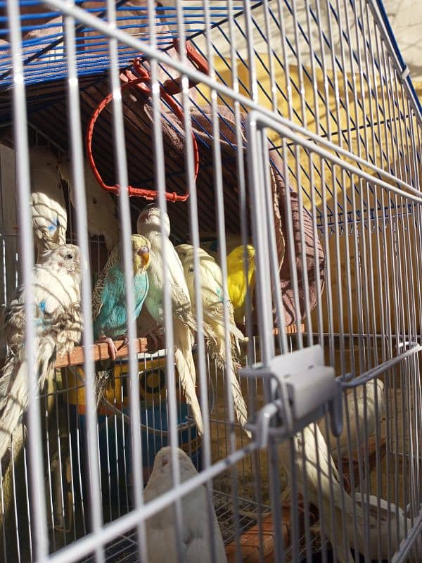 Australian parrots for sale 1