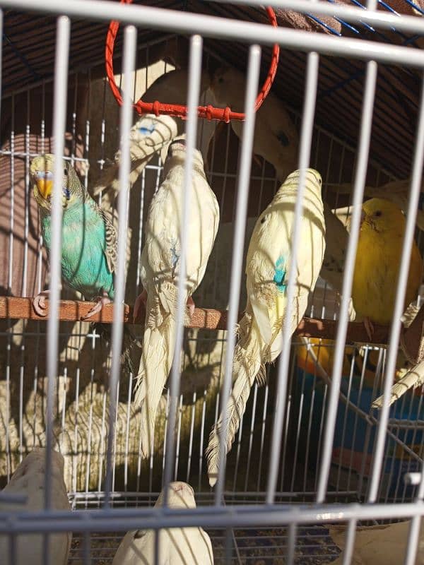 Australian parrots for sale 2