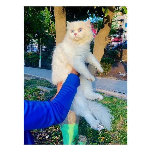 Persian triple coated punch face kitten available for sale 8