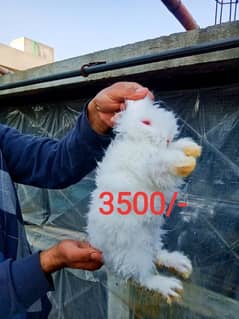 Loin Head English Angora