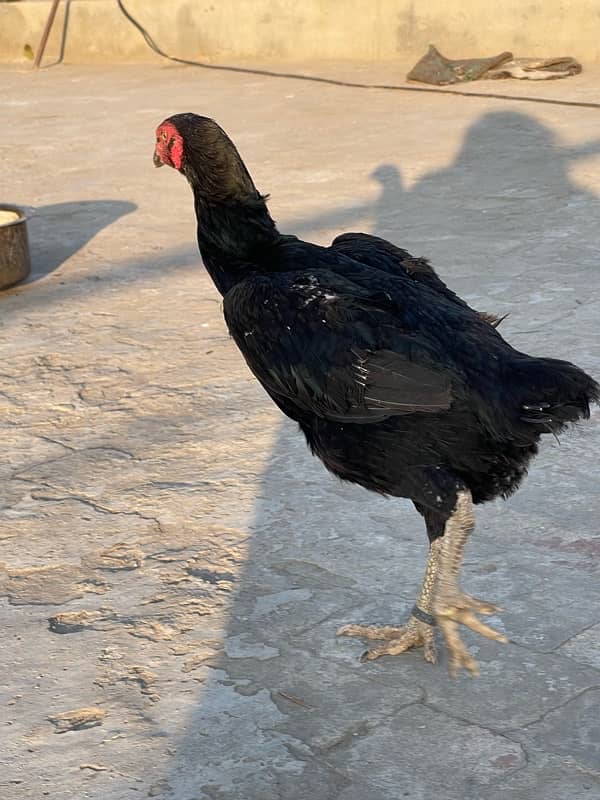 shamo female for sale ring bird 0