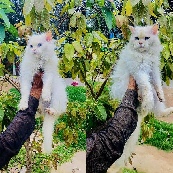 Persian triple coated punch face kitten available for sale 8