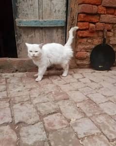 Persian Male cat