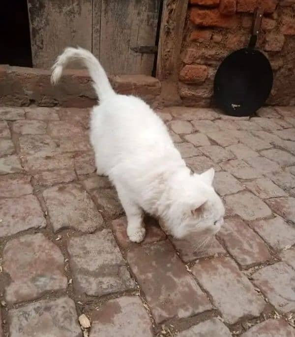 Persian Male cat 1