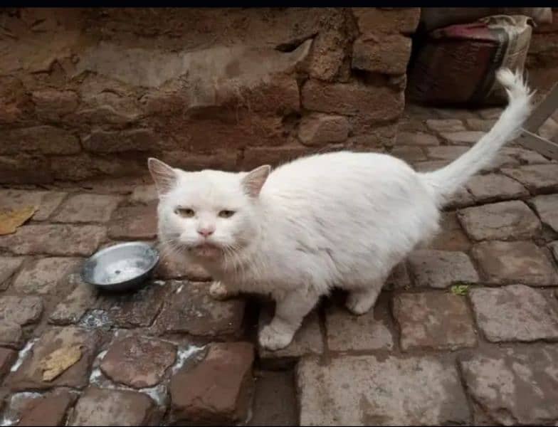 Persian Male cat 2