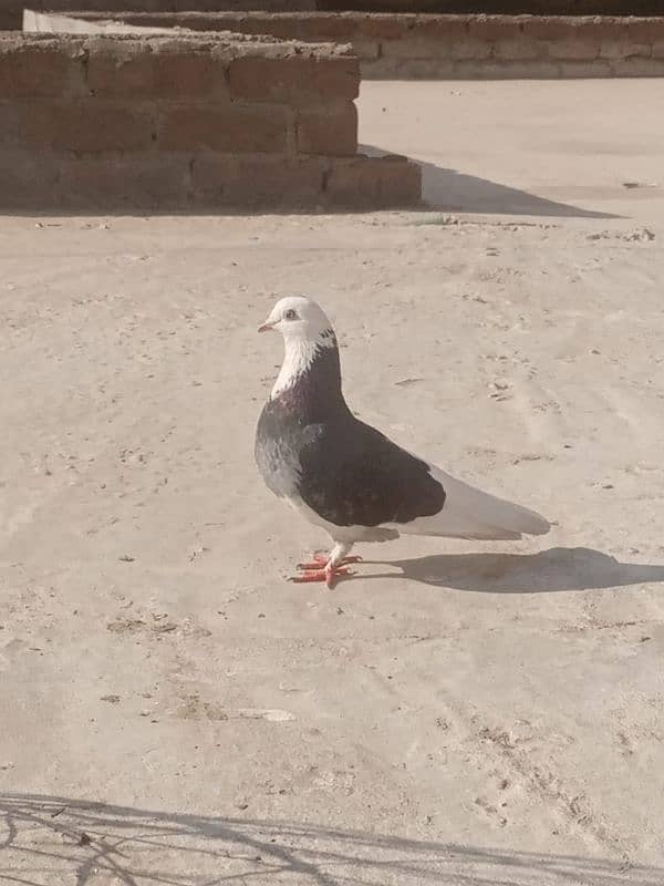 sherazi pigeon 0