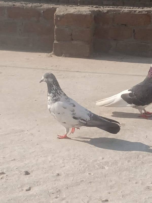 sherazi pigeon 1