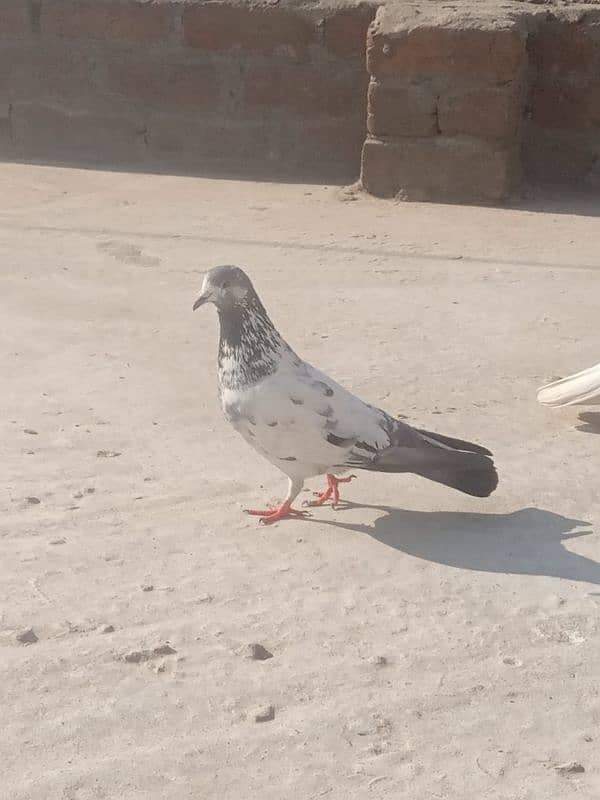 sherazi pigeon 2