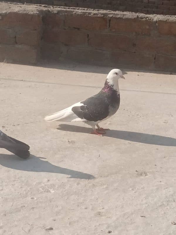 sherazi pigeon 3