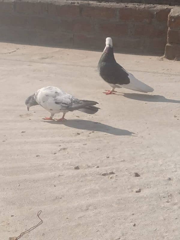 sherazi pigeon 4