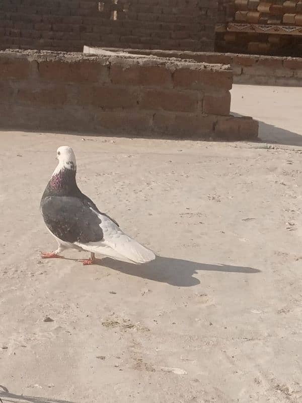 sherazi pigeon 5