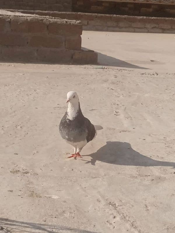 sherazi pigeon 6