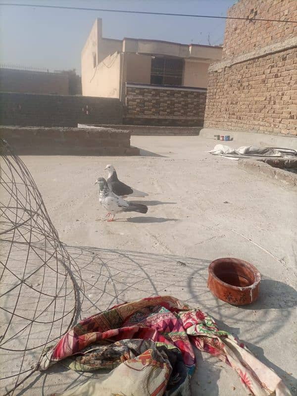 sherazi pigeon 7