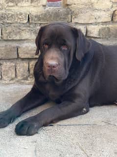 Chocolate Labrador Male