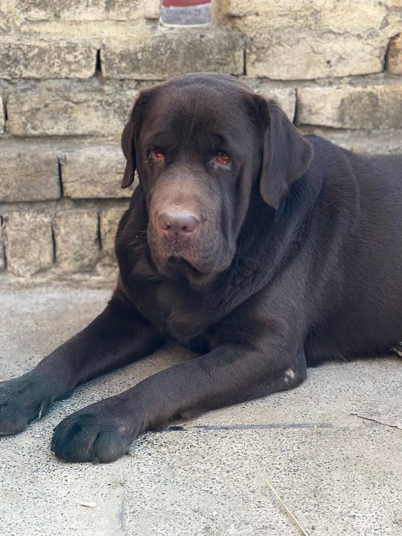 Chocolate Labrador Male 0