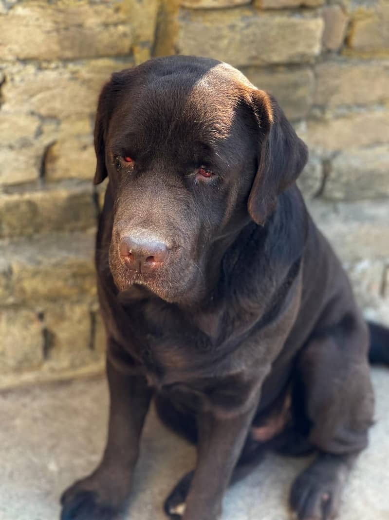 Chocolate Labrador Male 1