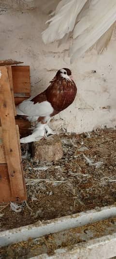 10kali saaf male red magpie. exchange possible female k sath3026566623