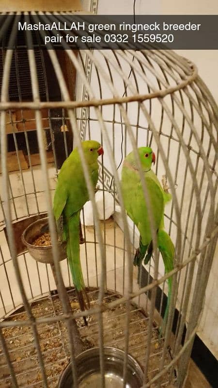 breeder parrots available 0