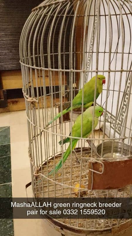 breeder parrots available 1