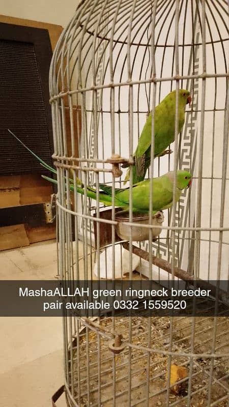 breeder parrots available 2