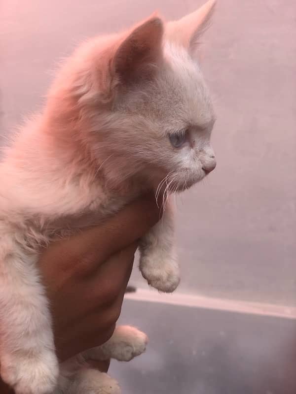 White Persian baby cat 0