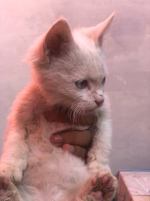 White Persian baby cat 1