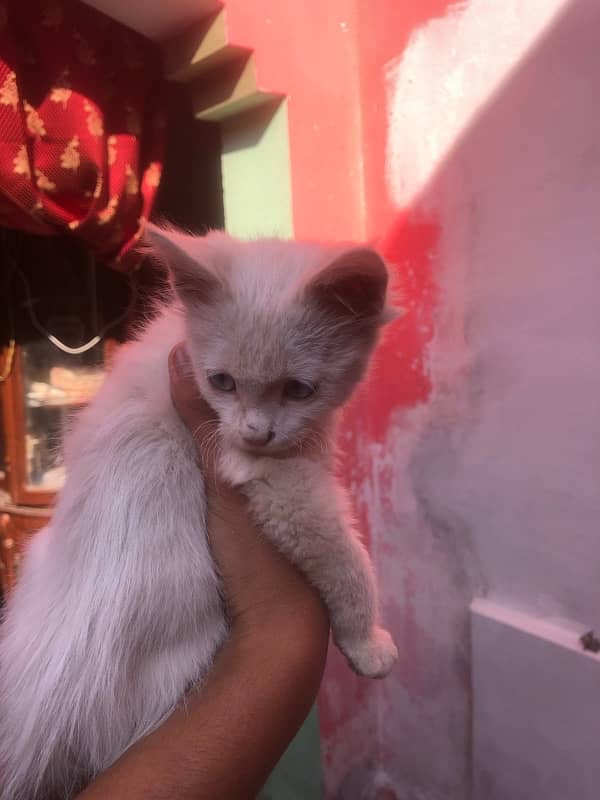 White Persian baby cat 3