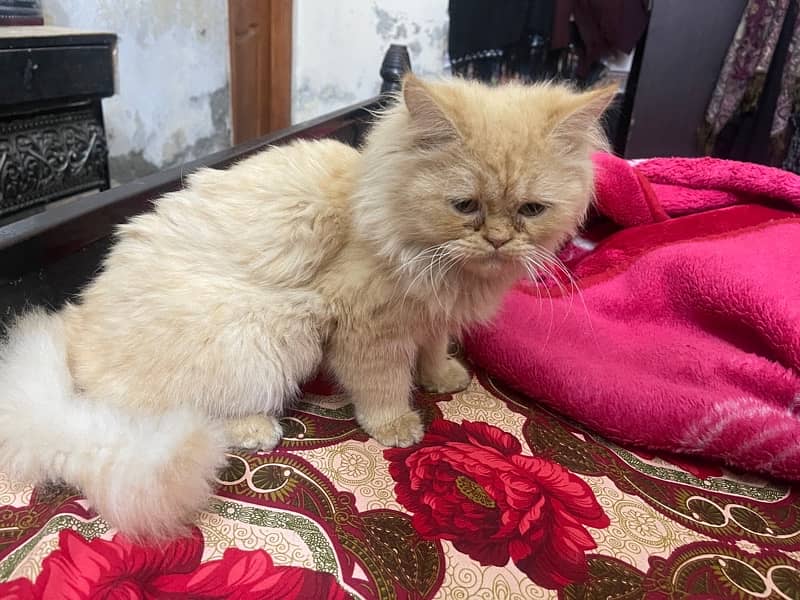 Persian female brown triple coated 0