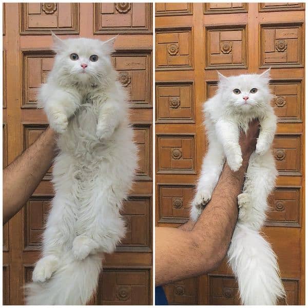 Persian triple coated punch face kitten available for sale 1