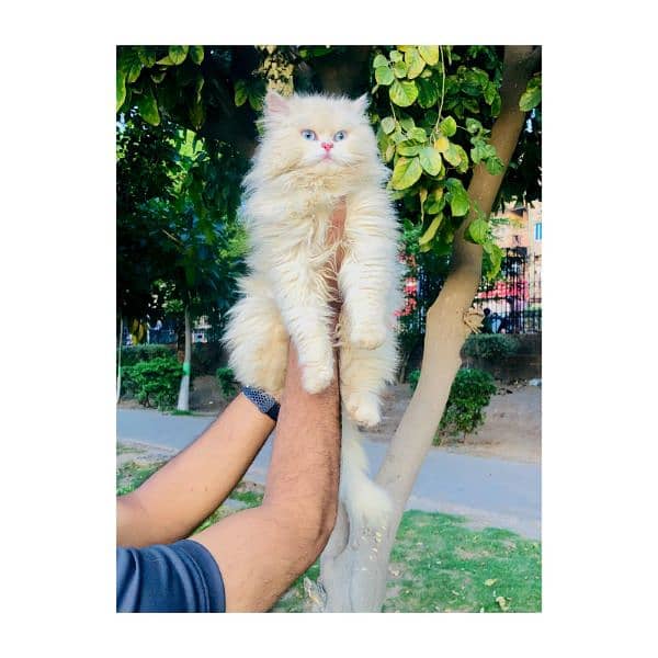 Persian triple coated punch face kitten available for sale 6