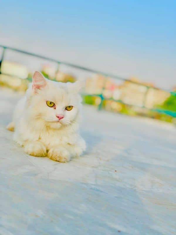 Persian triple coated punch face kitten available for sale 17