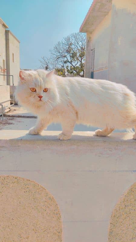 Persian male cat 0