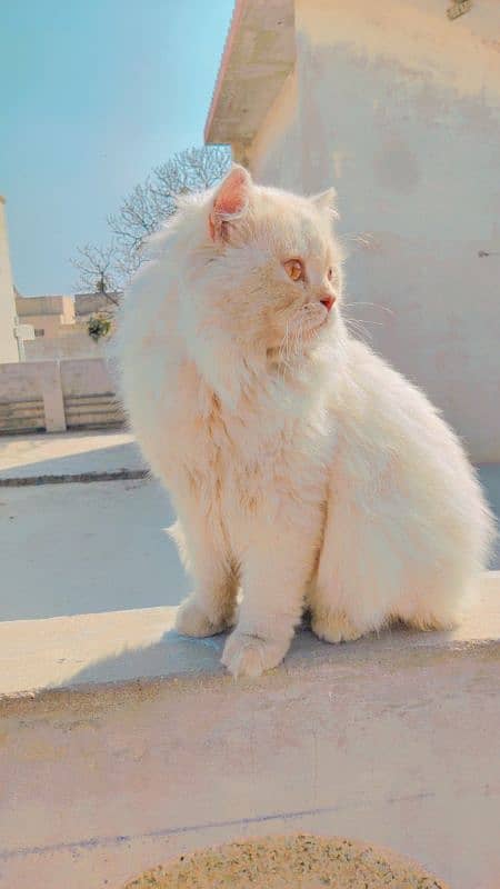 Persian male cat 1