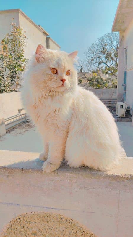 Persian male cat 2